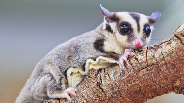 Illustration for article titled 8 Marsupials We’re Just Going To Throw Out Unless Bindi Irwin Wants Them